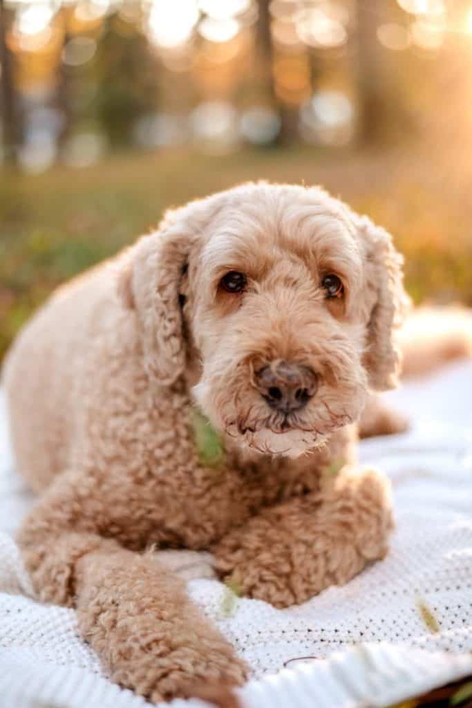 Pet Photo Session Winston Salem North Carolina